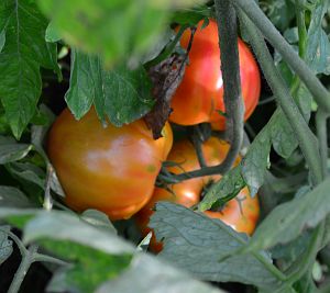 Tomatoes_w300